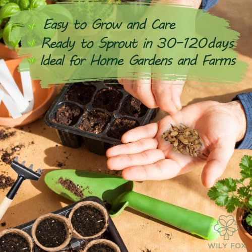 Maple Tree Seeds for Planting, Acer Species, Heirloom Non-GMO Ornamental Shade Tree Seeds, High Germination Deciduous Landscape Tree for Outdoor Gardens and Bonsai Projects, 50 Count - Image 4