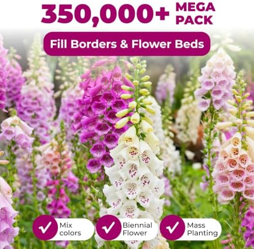 350,000+ Common Foxglove Seeds for Planting, Digitalis purpurea Seeds - Image 2