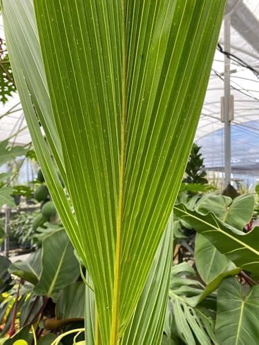 Green Malayan Coconut Palm Tree - Tropical Cocos Nucifera, Low Maintenance Live Exotic Palm for Indoor & Outdoor Spaces, Air-Purifying, Drought-Tolerant Ornamental Accent Plant (2gal Pot, 2-3ft) - Image 4