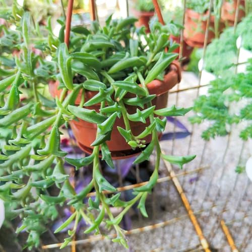 Sprout N Green String of Dolphins, Live Succulent Plant Fully Rooted in 4" Pot with Soil, Trailing Houseplant for Home Office Wedding Hanging Decor DIY Projects Party Favor, Keep Away from Pets - Image 3