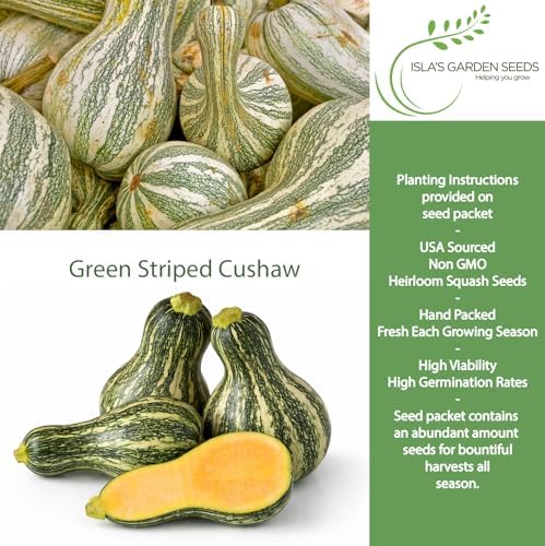 Green Striped Cushaw Pumpkin Seeds (Cucurbita argyrosperma) – 25 Heirloom Non-GMO Seeds by Isla’s Garden Seeds, Also Known as Crookneck Winter Squash, Long Striped Pie Variety, Sweet Creamy Flesh - Image 2