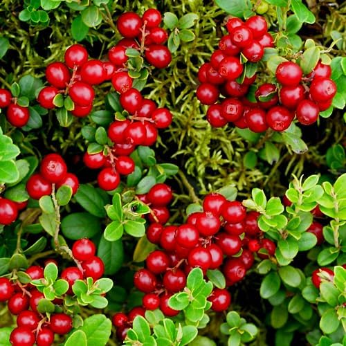 Red Lingonberry Bush Live Plant, 4-6 Inch Tall Berry Plant by PlantsSeedsBulbs