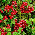 Red Lingonberry Bush Live Plant, 4-6 Inch Tall Berry Plant by PlantsSeedsBulbs