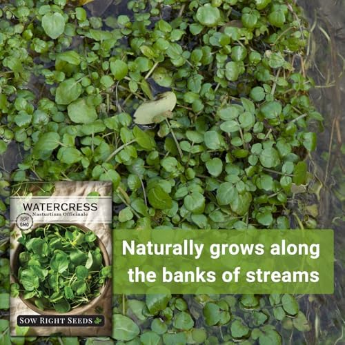 Sow Right Seeds - Watercress Seed for Planting Perennial Water Cress - Image 5