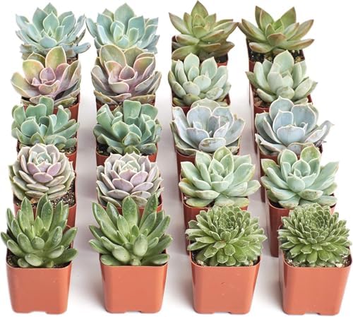 Shop Succulents Wild Rosette Succulent Plant Pack – Live Mini Rosette Succulents, Variety of Colors & Textures, Easy Care Plants – Home Decor, Gifts & Succulent Garden, 2" Pots - Image 2