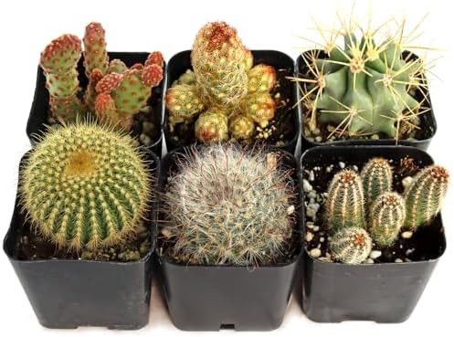 Mountain Crest Gardens Cactus Variety Pack - 6 Live Plants in Unique Shapes, Rooted in 2 Inch Pots - Real Indoor/Outdoor Cacti for Home Décor, Gifts & DIY Arrangements by MountainCrestGardens
