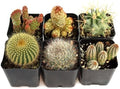 Mountain Crest Gardens Cactus Variety Pack - 6 Live Plants in Unique Shapes, Rooted in 2 Inch Pots - Real Indoor/Outdoor Cacti for Home Décor, Gifts & DIY Arrangements by MountainCrestGardens