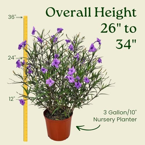 Tropical Plants of Florida Purple Ruellia Live Plant - 3 Gallon 26 to 34 Inch Tall Flowering Shrub Outdoor Garden Border Hedge Plant - Image 3