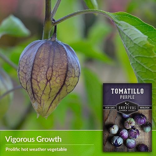 Purple Tomatillo Seeds for Planting - 3 Packs - Image 4