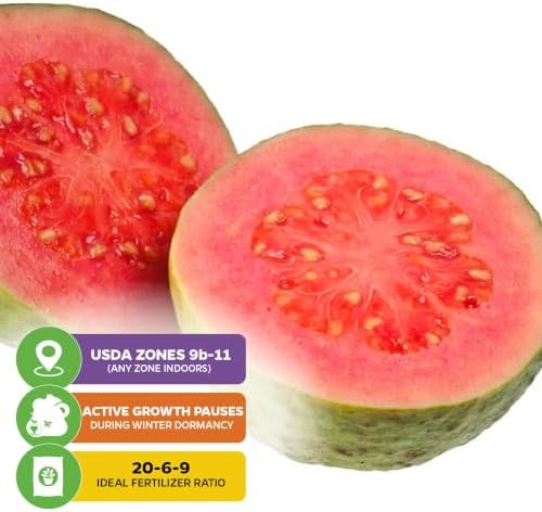 Bright Pink Guava Tree (1-Pack) Live Tropical Plant by Wellspring Gardens - Image 5