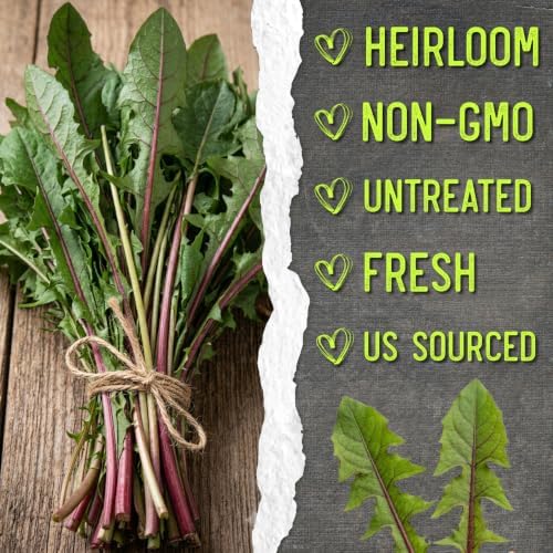 Seed Needs Garnet Stem Dandelion Seeds to Plant an Herb Garden - 10 Packs - Image 6