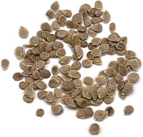Organic Tomato Seeds (Roma) - Approx 75 Seeds - USDA Organic, Non-GMO, Open Pollinated, Heirloom, USA Origin (Pack of 2) - Image 2