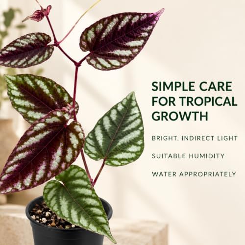 Cissus Discolor Live Plant - Rare Rex Begonia Vine Rooted Indoor - Image 2
