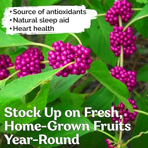 KVITER 30 American Beautyberry Seeds for Planting (Callicarpa Americana) – Beauty Berry Plant Heirloom Seeds, Purple Berries – Fast Growing Shrubs for Privacy, Flower Garden & Patio - Image 4