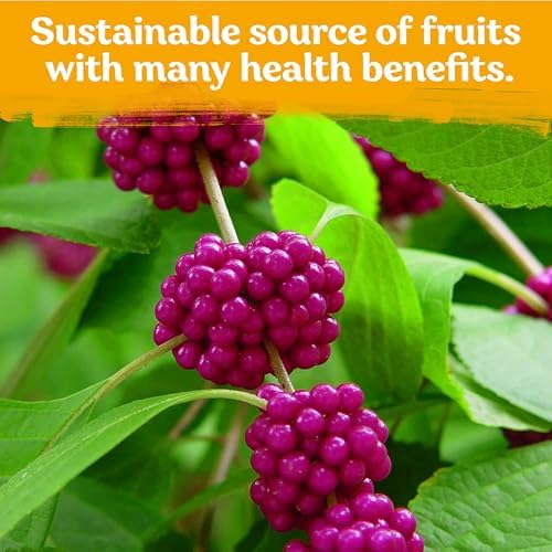 KVITER 30 American Beautyberry Seeds for Planting (Callicarpa Americana) – Beauty Berry Plant Heirloom Seeds, Purple Berries – Fast Growing Shrubs for Privacy, Flower Garden & Patio - Image 7