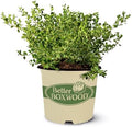 Better Boxwood 1 Gal. Babylon Beauty Shrub by Unknown