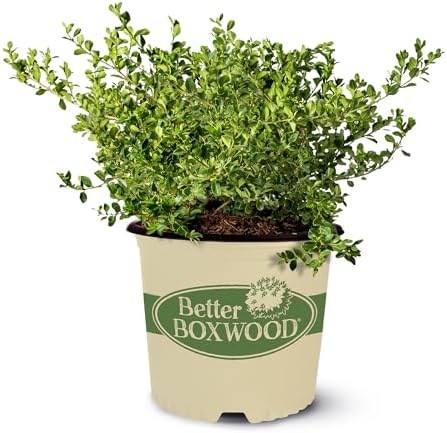 Better Boxwood 1 Gal. Babylon Beauty Shrub by Unknown