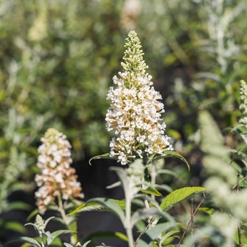Perfect Plants White Profusion Butterfly Bush, 1 Gallon, Live Plant - Image 6