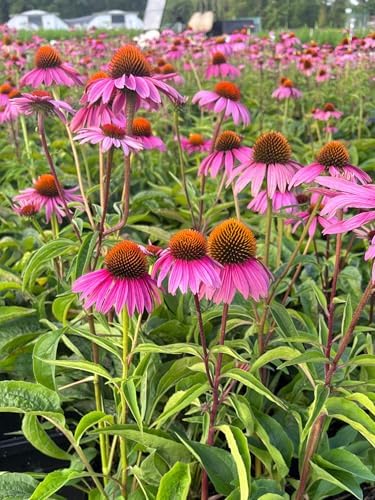 Perennial Farm Echinacea (Coneflower) – Live Perennial Vibrant Daisy-Like Blooms, Pollinator Friendly, Drought Tolerant, Long Blooming, Great for Borders & Sunny Gardens (Magnus, 1 Quart) - Image 4