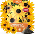 120000+ Black Eyed Susan Seeds for Planting, Heirloom Rudbeckia Hirta Wildflower Seeds for Outdoor Gardens, Pollinator Beds, Borders & Containers, Attracts Bees and Butterflies by Fruivity