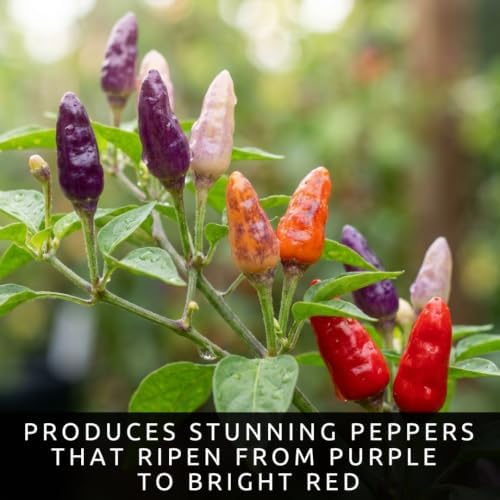 Buena Mulata Pepper Seeds | Purple to Red Hot Peppers | 100 Seeds - Image 2