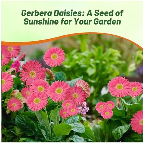 Outsidepride Rose Shades Gerbera Seeds - 10 Pcs Perennial, Compact & Low Maintenance, Flower Seeds for Planting w/Vibrant Rose Blooms, Ideal for Garden Landscaping & Cut Flower Arrangements - Image 5
