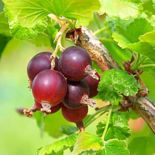 Jeanne Gooseberry Bush Live Plant, Berry Fruit for Planting, 5-9" Tall - Image 2