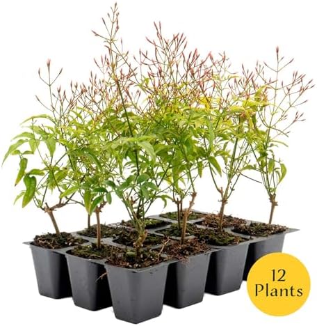 12 Pink Jasmine – Highly Fragrant White-Blooming Evergreen Climbing Vine for Trellises, Fences & Containers (Jasminum polyanthum) in 2.5″ Cubes, Live Plants - Image 3