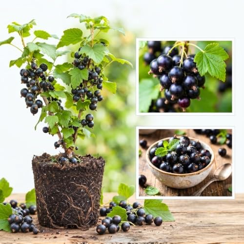 Black Currant Bush Live Plant, Hardy Fruiting Berry Bushes, 1 Year Old - Image 5