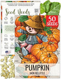 Seed Needs Jack Be Little Pumpkin Seeds to Plant Vegetables - 1 Pack by SeedNeeds