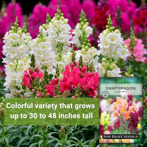 Sow Right Seeds - Large Mix Snapdragon Seed for Planting Flower Garden - Image 3