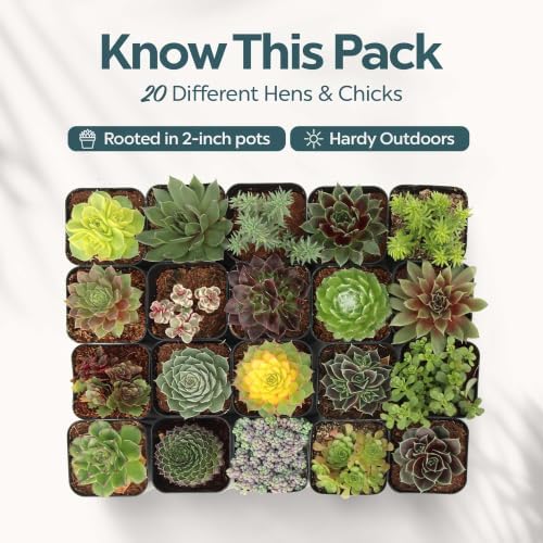 Mountain Crest Gardens Hardy Succulents Plants Live | 20-Pack Frost-Tolerant Succulent Plants Variety Pack | Live Succulents Plants in 2 Inch Pots | Plants Live for Rock Garden, Landscaping & DIY - Image 2