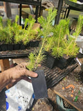 2-Pack Live Japanese Black Pine Tree, Large 6" Pot, Conifer, Evergreen by Unknown