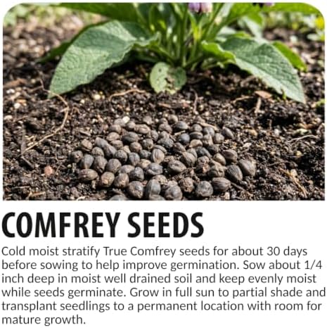 50 True Comfrey Seeds | Symphytum Officinale Perennial Herb - Image 4