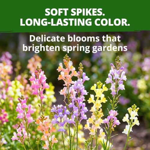 HOME GROWN Northern Lights Snapdragon 12,000 Seeds, Antirrhinum majus - Image 4