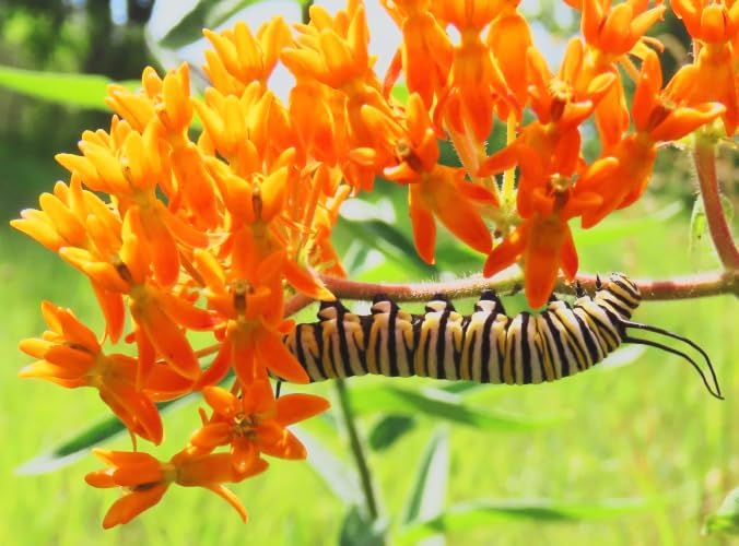Butterfly Milkweed – Asclepias tuberosa – Live Plants – 2 Pack – 3 Inch Pots - Monarch Host Plant, Very Hardy - Image 3