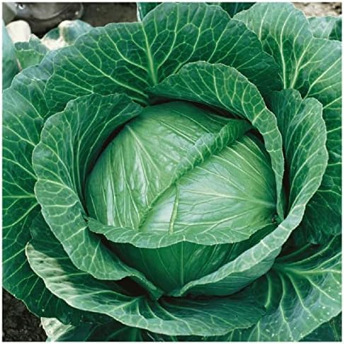 500 Brunswick Cabbage Seeds - Gold Vault Jumbo Seed Packet - Image 3