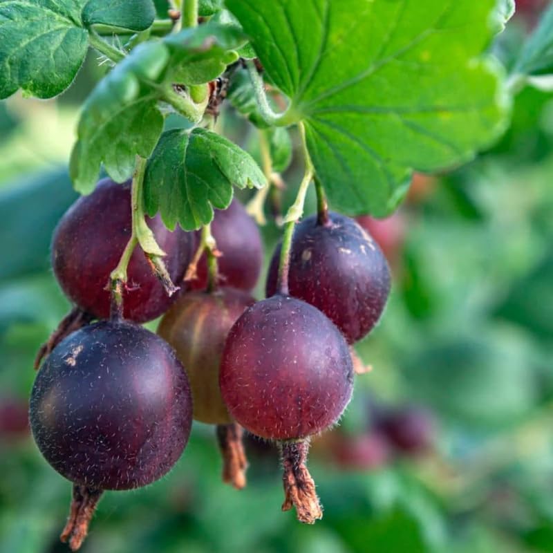 Jeanne Gooseberry Bush Live Plant, 5-9 Inch Tall, Hardy Berry Home Garden - Image 3