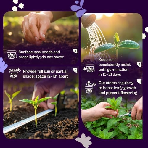 SVI 1900 Common Mint Seeds (Mentha spicata) – Aromatic Mint Seed Packets, Spearmint Leaves Seed Starting – Heirloom Herb Seeds for Outdoor Garden & Indoor Herb Garden Containers, Raised Beds - Image 5