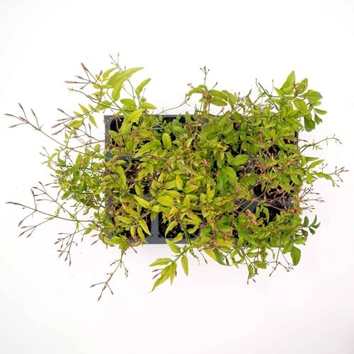 12 Pink Jasmine – Highly Fragrant White-Blooming Evergreen Climbing Vine for Trellises, Fences & Containers (Jasminum polyanthum) in 2.5″ Cubes, Live Plants - Image 6