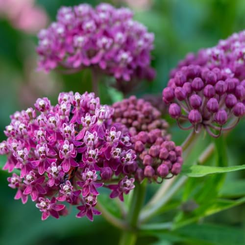 2 Purple Milkweed Plants, Live Fragrant Asclepias Plant, 4-7'' Tall - Image 3