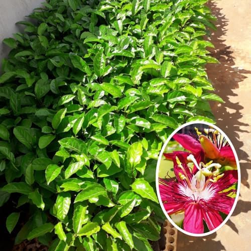 2 Burgundy Passion Flower Live Plants, Passiflora Vine to Grow 5-7" Tall - Image 4
