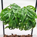 Fake Reptile Plants for Terrarium,Hanging Plant with Suction Cup by KERUIDENG