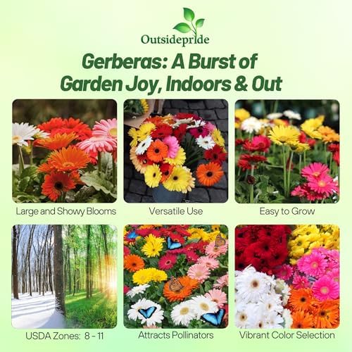 Outsidepride Hybrids Mix Gerbera Seeds - 200 Pcs Perennial, Compact & Low Maintenance, Flower Seeds for Planting w/Vibrant Mixed Blooms, Ideal for Garden Landscaping & Cut Flower Arrangements - Image 2