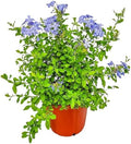 Plumbago Plant Imperial Blue - Live Flowering Plant - Overall Height 20" to 24", 3 Gallon Pot - Tropical Plants of Florida by TropicalPlantsofFlorida