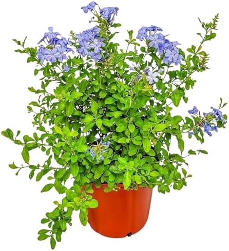 Plumbago Plant Imperial Blue - Live Flowering Plant - Overall Height 20" to 24", 3 Gallon Pot - Tropical Plants of Florida by TropicalPlantsofFlorida