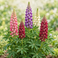 ZEshops 100 Lupine Flower Seeds for Planting, Cottage Flower Beds by ZEshops
