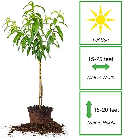 Perfect Plants Flordaking Peach Tree, 4-5 ft, Live Plant - Image 2