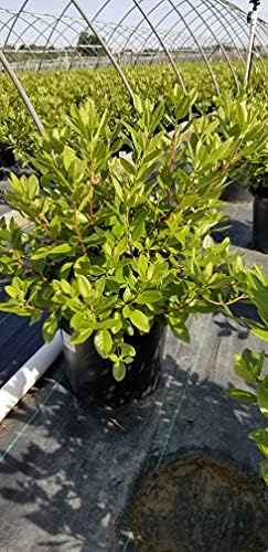 Live Plant, Rhododendron X `PJM Elite` Evergreen Lavender Flowers, 3-Gallon Fully Potted Plant Bush from Green Promise Farms - Image 4