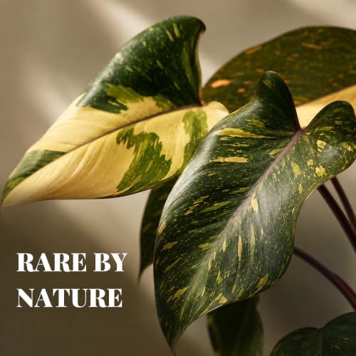 Philodendron Orange Princess Live Plant, Rare Variegated Houseplant - Image 6